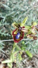 Ophrys speculum