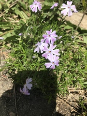 Phlox subulata