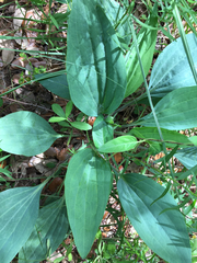 Arnoglossum plantagineum