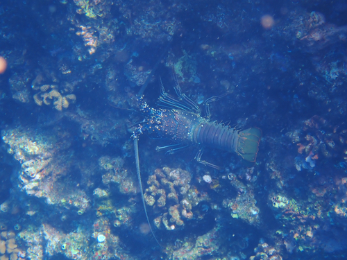 Panulirus, 2026-08-03
