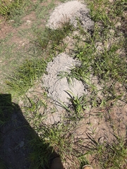 Geomys breviceps