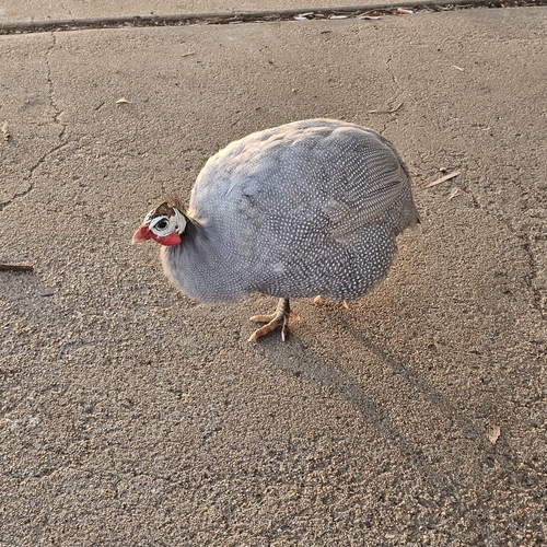 Domestic Guineafowl