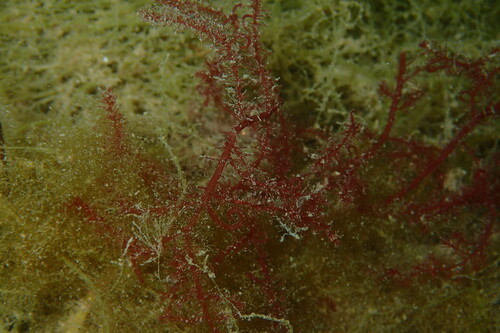 Bonnemaisonia hamifera observed 2026-08-03