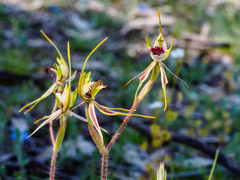 Caladenia villosissima