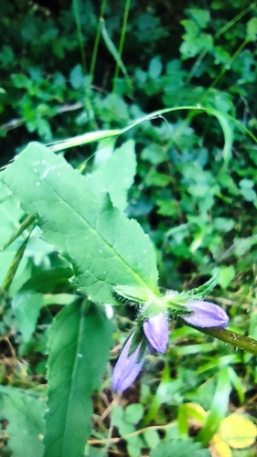 Nettle-leaved Bellflower