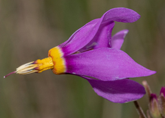 Primula pauciflora cusickii