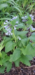 Mertensia virginica