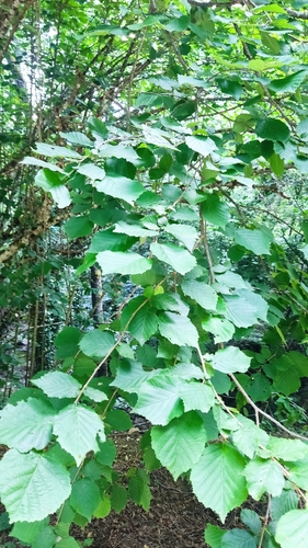 common hazel