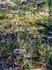 Caladenia villosissima