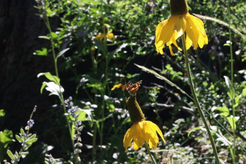 iNaturalist observation photo of American Lady