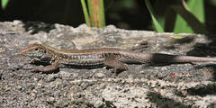 Pholidoscelis fuscatus