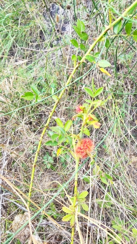 Mossy Rose Gall Wasp