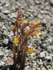 Aphyllon fasciculatum