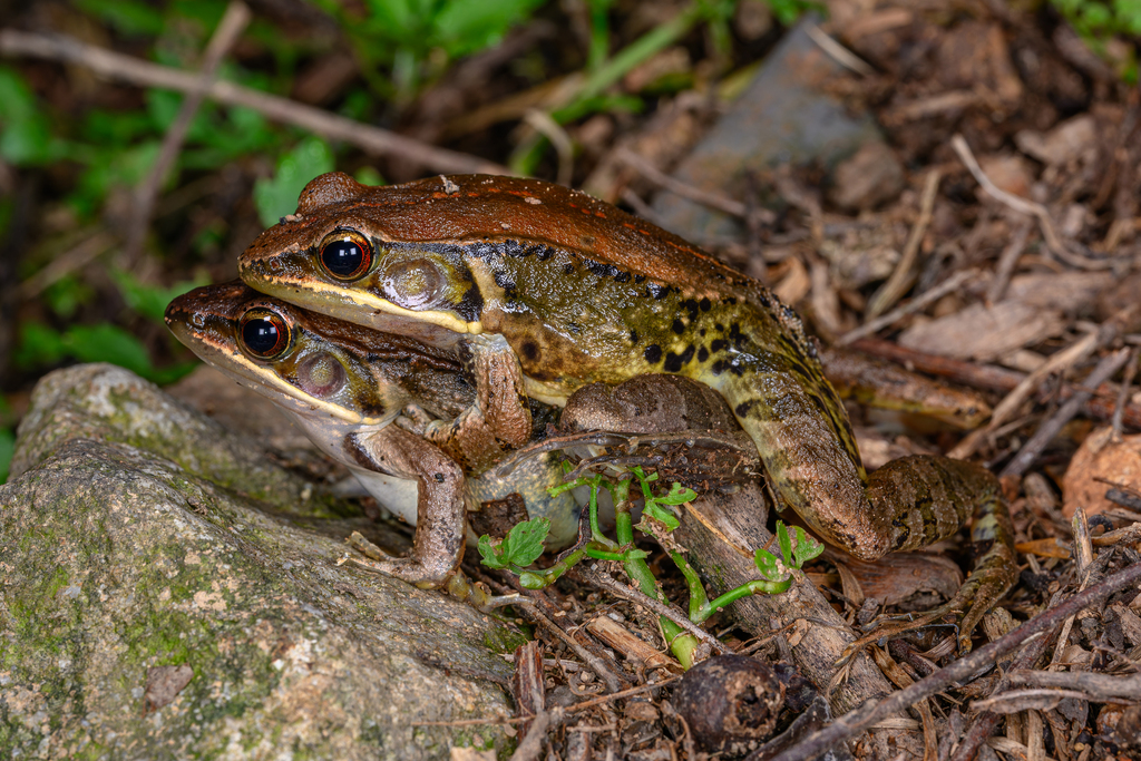 Mangven Chang's Music Frog