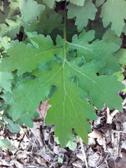 Stylophorum diphyllum