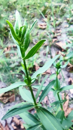 common soapwort