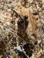 Exoprosopa caliptera