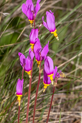 Primula pauciflora cusickii