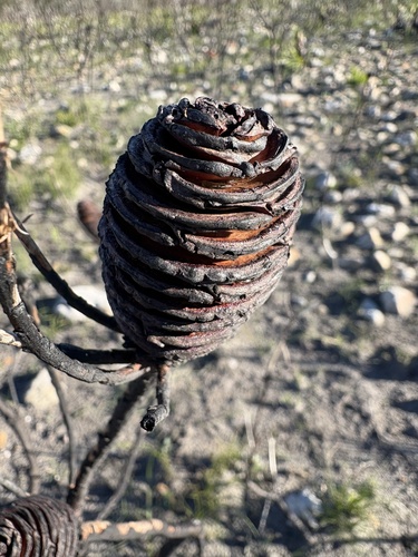 Leucadendron platyspermum, photograph 6