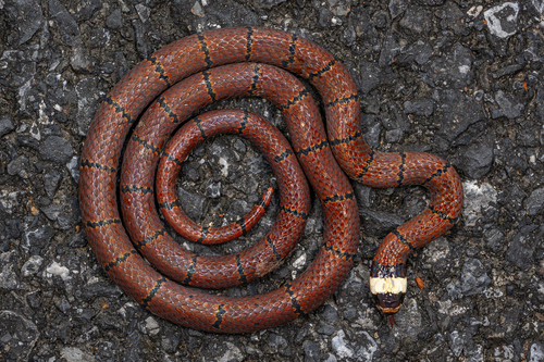 Sinomicrurus annularis