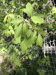 Acer negundo interius