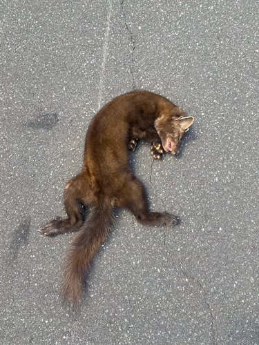 American Marten observed by desmond_macneal