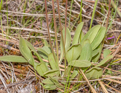Primula pauciflora cusickii