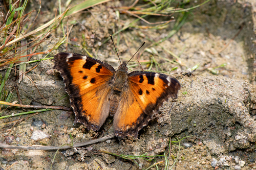California Tortoiseshell