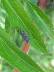 Graphocephala confluens