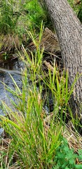 Cyperus vaginatus