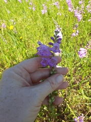 Physostegia pulchella