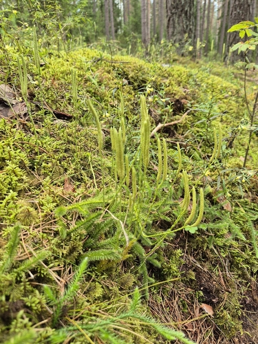 stag's-horn clubmoss