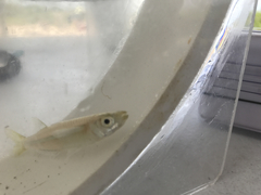 Atheriniformes