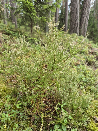 common heather