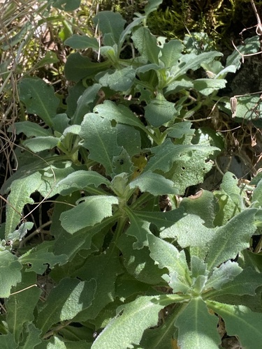 Arabis caucasica
