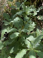 Arabis caucasica