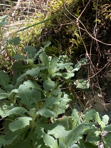Arabis caucasica, photograph 2