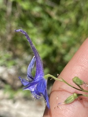 Delphinium schmalhausenii
