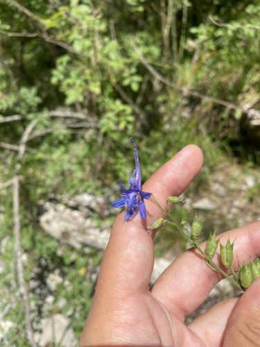 Delphinium schmalhausenii, photograph 2