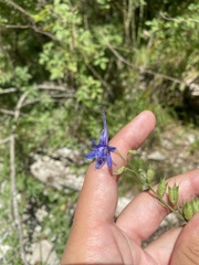 Delphinium schmalhausenii, photograph (c) Илья Руденко, some rights reserved (CC BY)