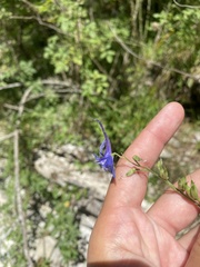 Delphinium schmalhausenii, photograph (c) Илья Руденко, some rights reserved (CC BY)