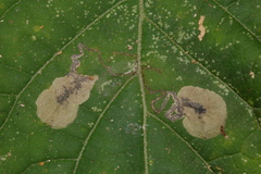 Aspilanta hydrangaeella