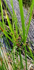 Cyperus vaginatus