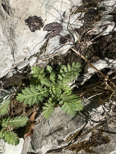 Tanacetum poteriifolium, photograph 5