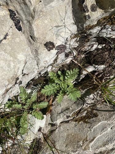 Tanacetum poteriifolium, photograph 6