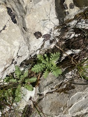 Tanacetum poteriifolium, photograph (c) Илья Руденко, some rights reserved (CC BY)