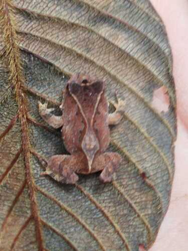 Renal Smooth-horned Frog
