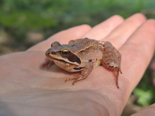 Moor Frog