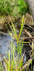 Cyperus vaginatus