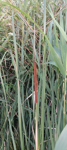 narrow-leaved cattail